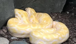 Змея. Питон. 