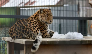 Леопард в Барнаульском зоопарке 