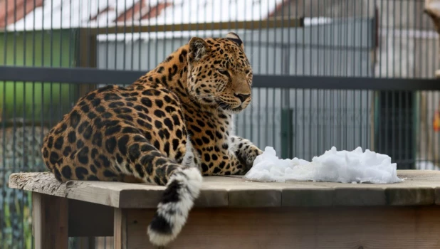 Леопард в Барнаульском зоопарке 