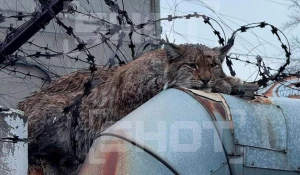 Рысь застряла в колючей проволоке