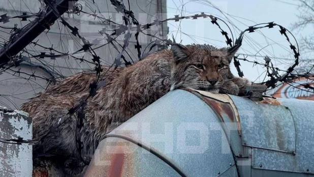 Рысь застряла в колючей проволоке