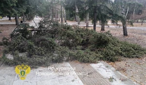В Новосибирске на мужчину и женщину упало дерево.