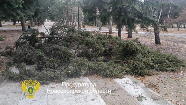 В Новосибирске на мужчину и женщину упало дерево.