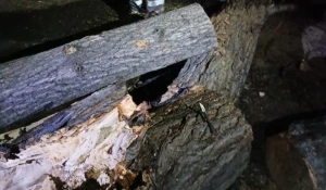 Ветер снес деревья в Барнауле