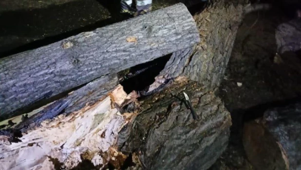 Ветер снес деревья в Барнауле