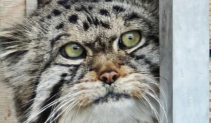 Зеленоглазый манул Чип