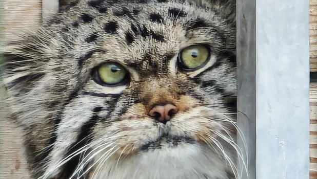 Зеленоглазый манул Чип