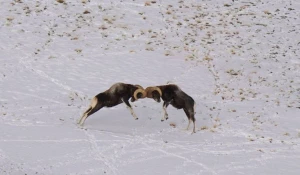 Горные бараны в дикой природе Алтая
