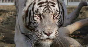 Белый тигр Барнаульского зоопарка 