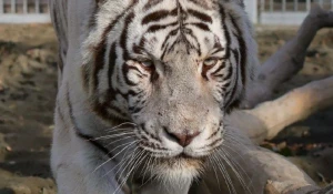 Белый тигр Барнаульского зоопарка 