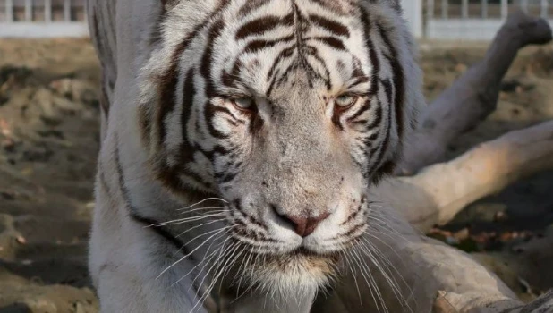 Белый тигр Барнаульского зоопарка 
