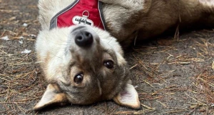 Ласковая и жизнерадостная собака Дана