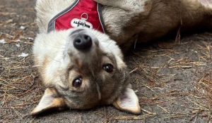 Ласковая и жизнерадостная собака Дана