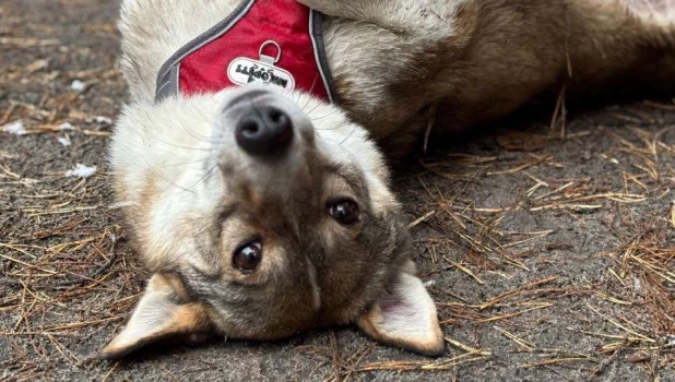 Ласковая и жизнерадостная собака Дана