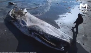 Выброшенный на берег Сахалина кит