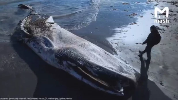 Выброшенный на берег Сахалина кит