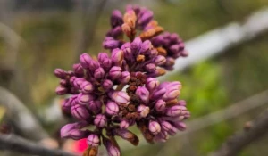 Сирень цветет