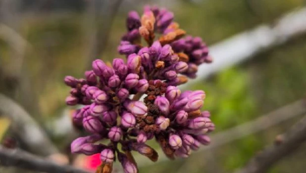 Сирень цветет