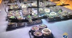 Противодействие обороту наркотических веществ. 