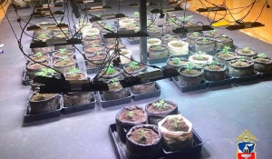 Противодействие обороту наркотических веществ. 