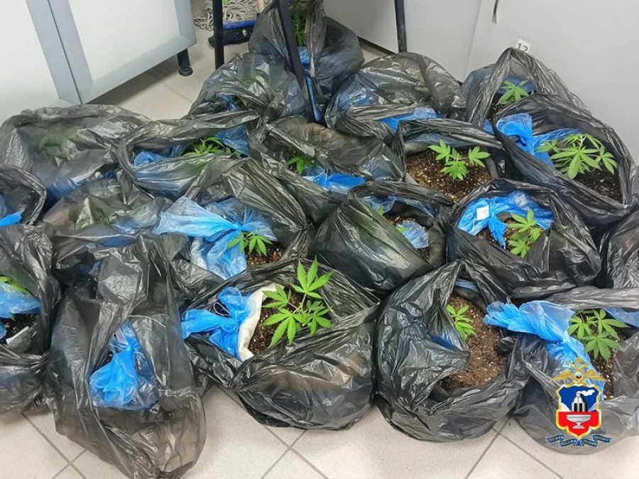 Противодействие обороту наркотических веществ. 