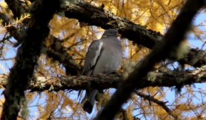 Перелетные птицы