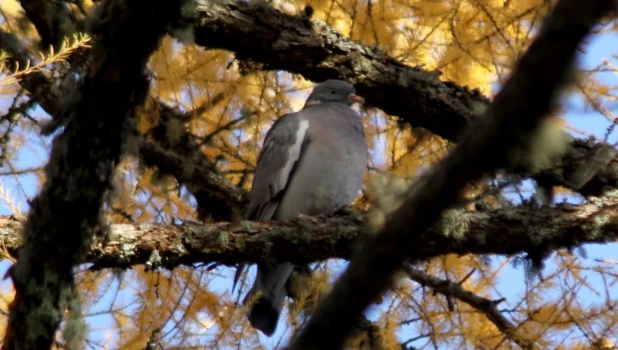 Перелетные птицы