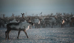 Главным призом юбилейного конкурса «Ростелекома» для журналистов станет поездка в Арктику.