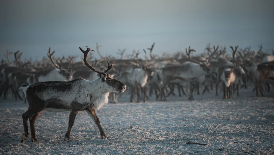 Главным призом юбилейного конкурса «Ростелекома» для журналистов станет поездка в Арктику.