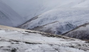 Снежные и бескрайние просторы Алтая