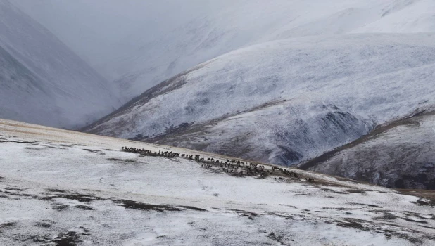 Снежные и бескрайние просторы Алтая