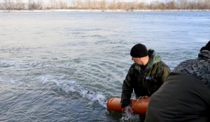 5 ноября в Обь выпустили мальков сазана.