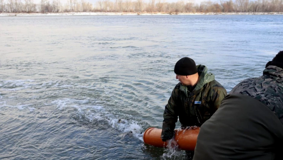 5 ноября в Обь выпустили мальков сазана.
