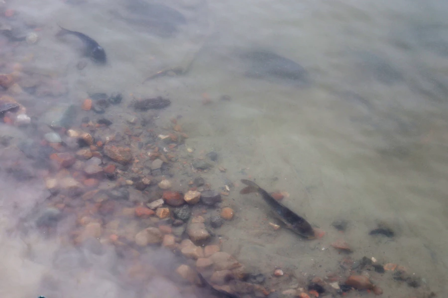 5 ноября в Обь выпустили мальков сазана.