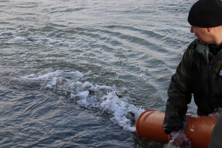 5 ноября в Обь выпустили мальков сазана.