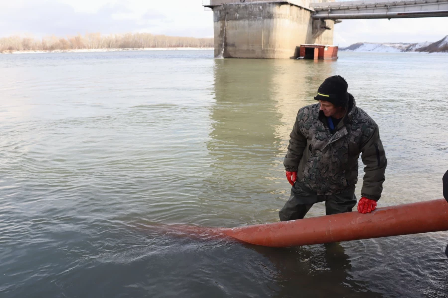 5 ноября в Обь выпустили мальков сазана.