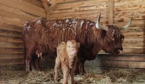 Теленок в Барнаульском зоопарке