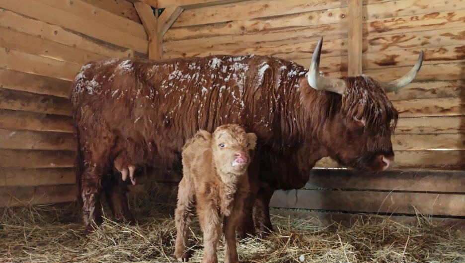 Теленок в Барнаульском зоопарке