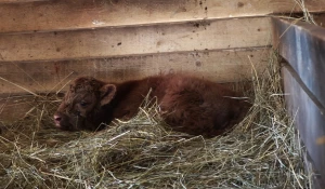 Теленок в Барнаульском зоопарке