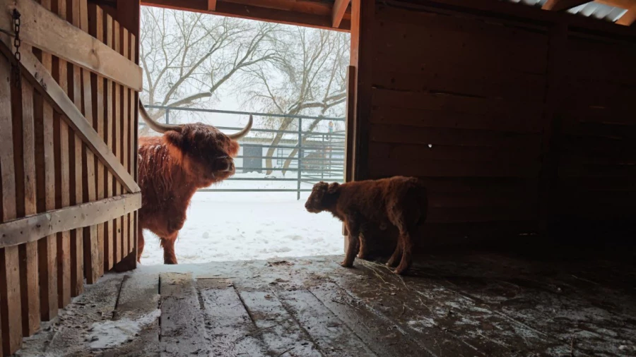 Теленок в Барнаульском зоопарке
