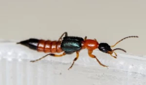 Жуки томкаты