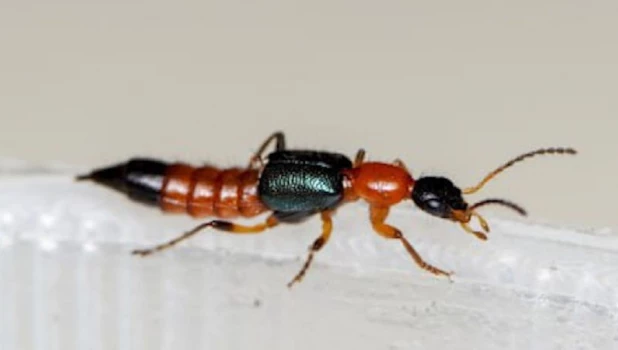 Жуки томкаты