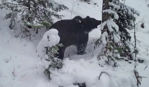 Бурый медведь идет в берлогу
