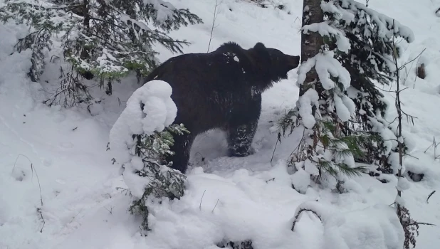 Бурый медведь идет в берлогу