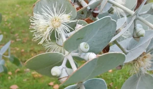 Пепельный эвкалипт 