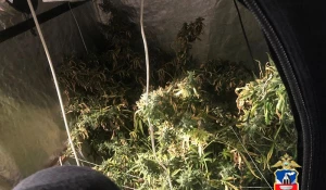 В Барнауле мужчина круглый год выращивал коноплю.