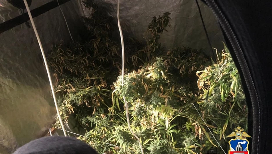 В Барнауле мужчина круглый год выращивал коноплю.