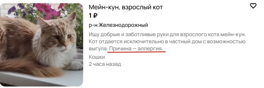 Отдают кота из-за аллергии