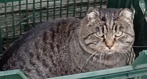 Бездомный кот