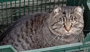 Бездомный кот